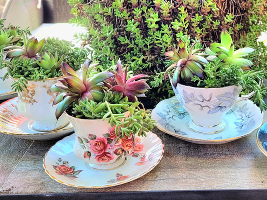 Brambleberry - Succulent Teacups