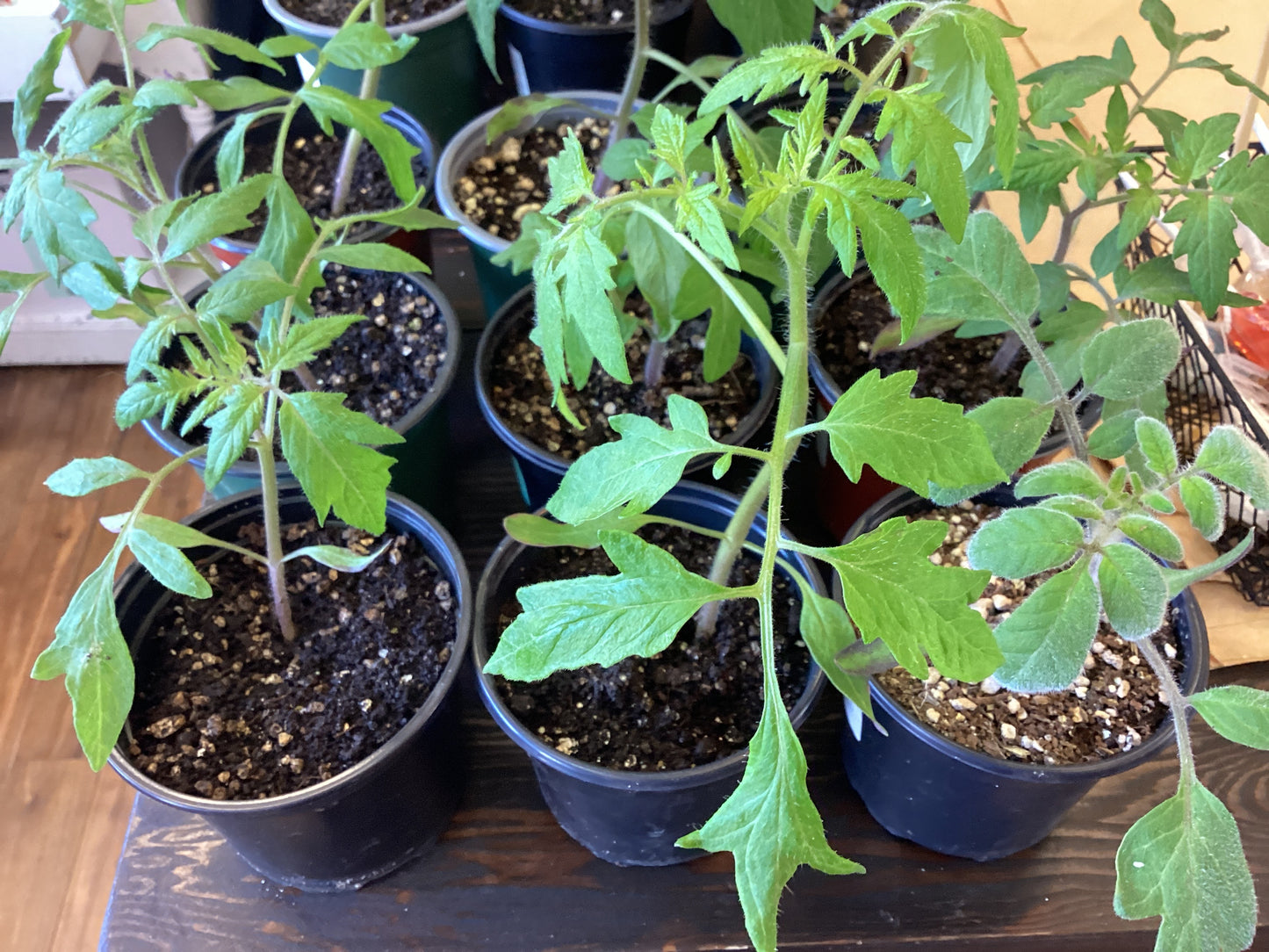 Green Zebra Curious- Plants